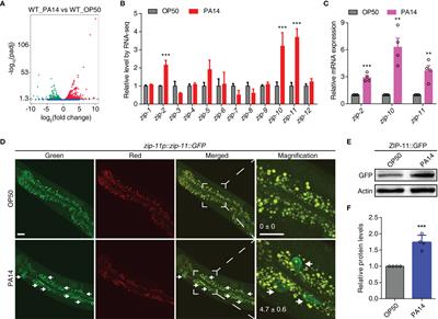 The bZIP Transcription Factor ZIP-11 Is Required for the Innate Immune Regulation in Caenorhabditis elegans